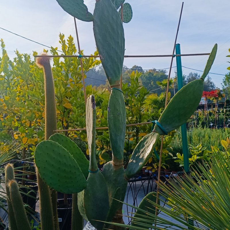 Opuntia ficus-indica (Opuncia) 'INDICA' - kont. C35L, výška 130-150 cm (-5°C)